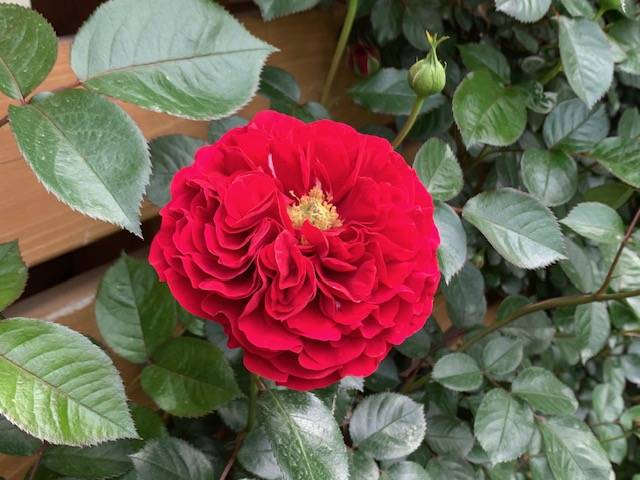 外交官の家 花便り(バラ編)の写真