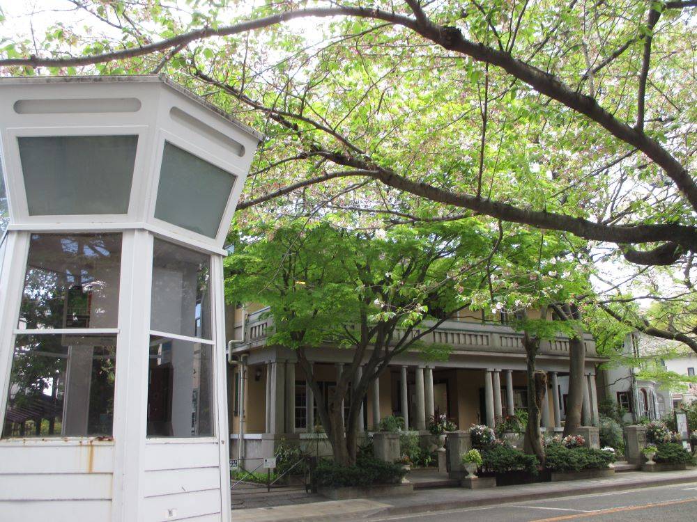 山手234番館　桜開花情報【2024年4月17日】の写真