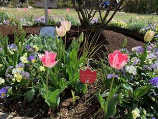 外交官の家　花便り