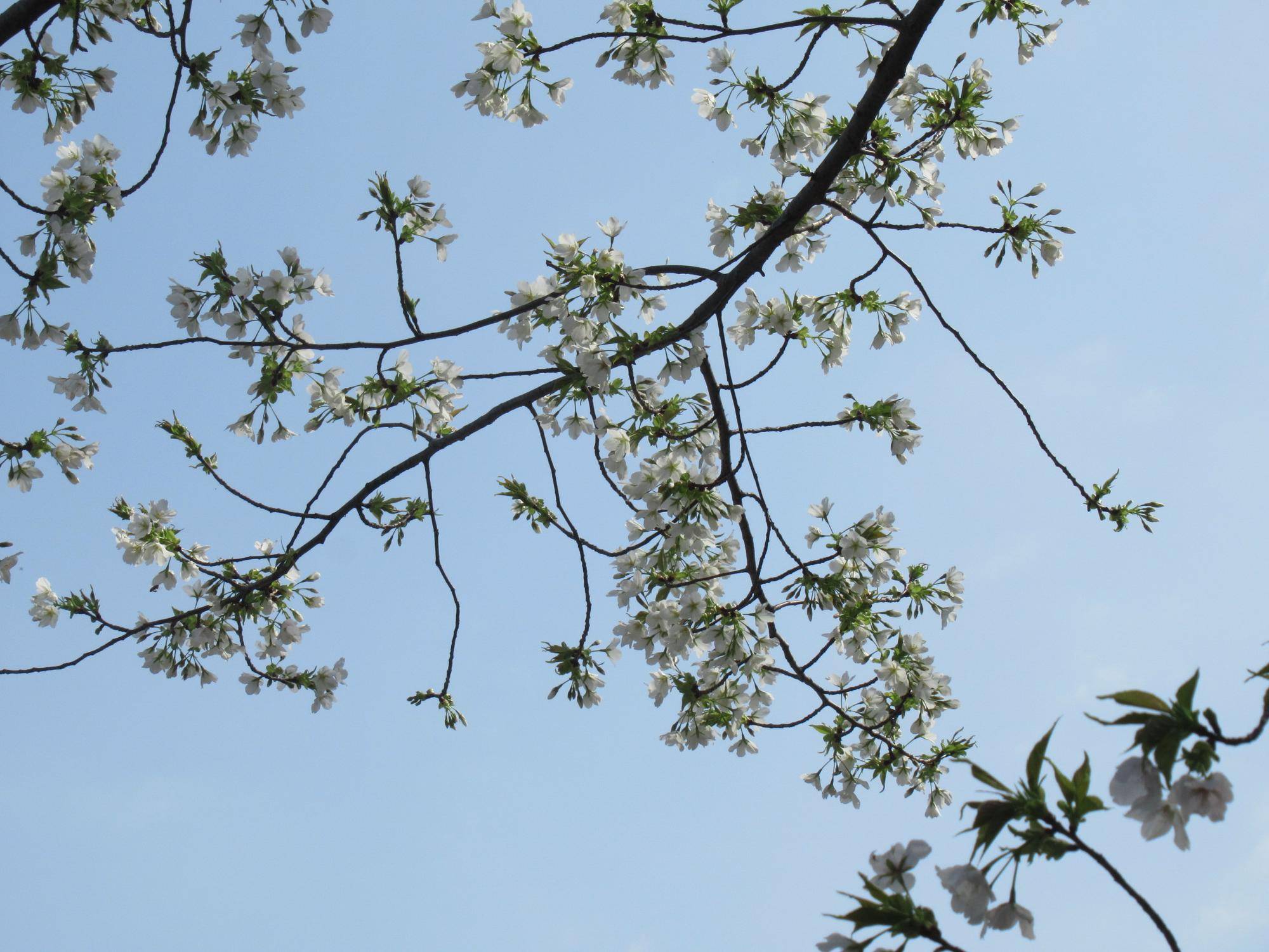 ベーリック・ホール　桜(オオシマザクラ)開花情報【2024年4月2日】の写真