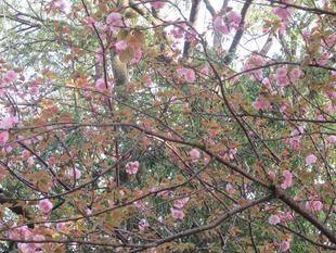 ベーリック・ホール 桜開花情報(ヤエザクラ)【2024年4月13日】