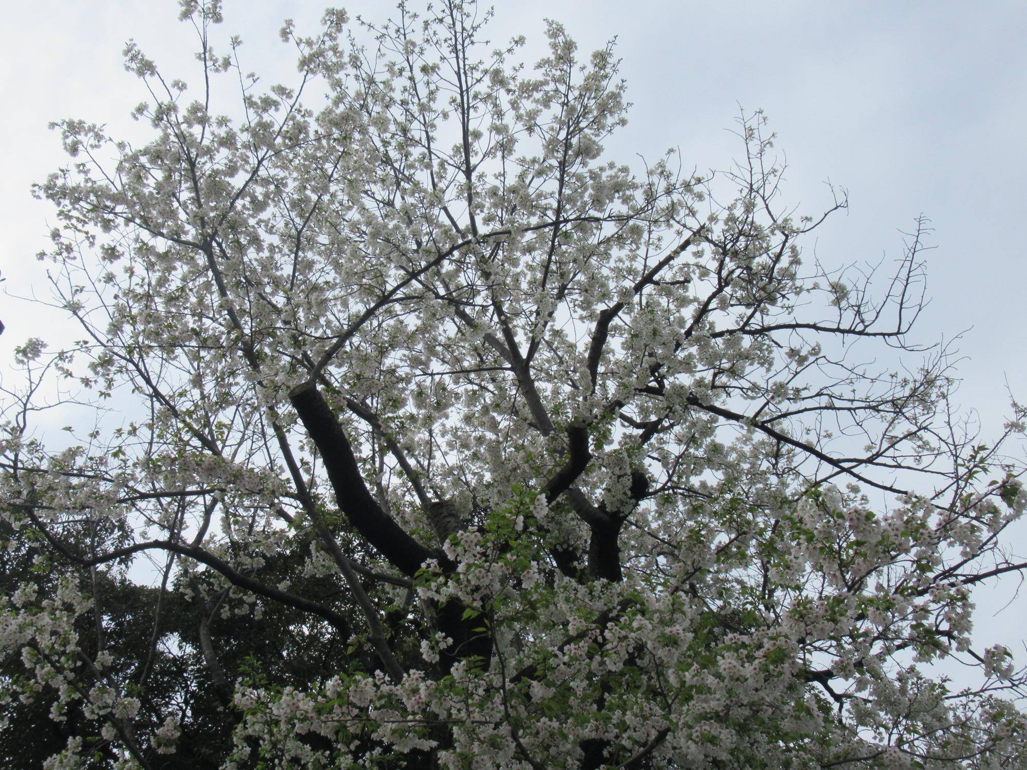 ベーリック・ホール 桜(オオシマザクラ)開花情報【2024年4月7日】の写真
