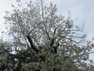 ベーリック・ホール 桜(オオシマザクラ)開花情報【2024年4月7日】