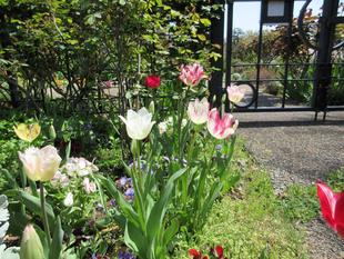 横浜市イギリス館 中庭の花々