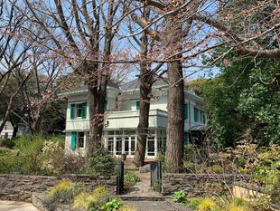 エリスマン邸 桜開花情報【2024年4月1日】