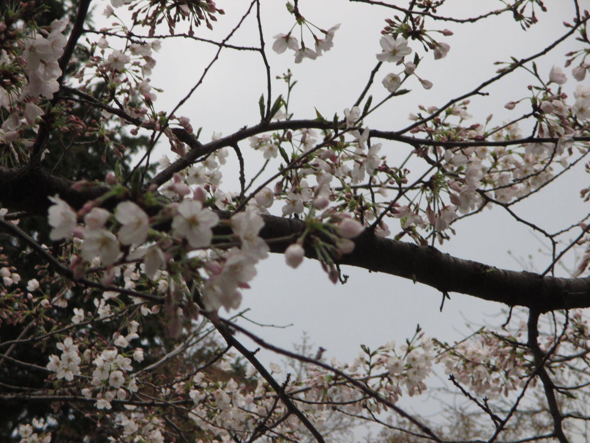 山手234番館 桜開花情報【2024年4月1日】の写真