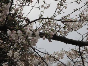 山手234番館 桜開花情報【2024年4月1日】