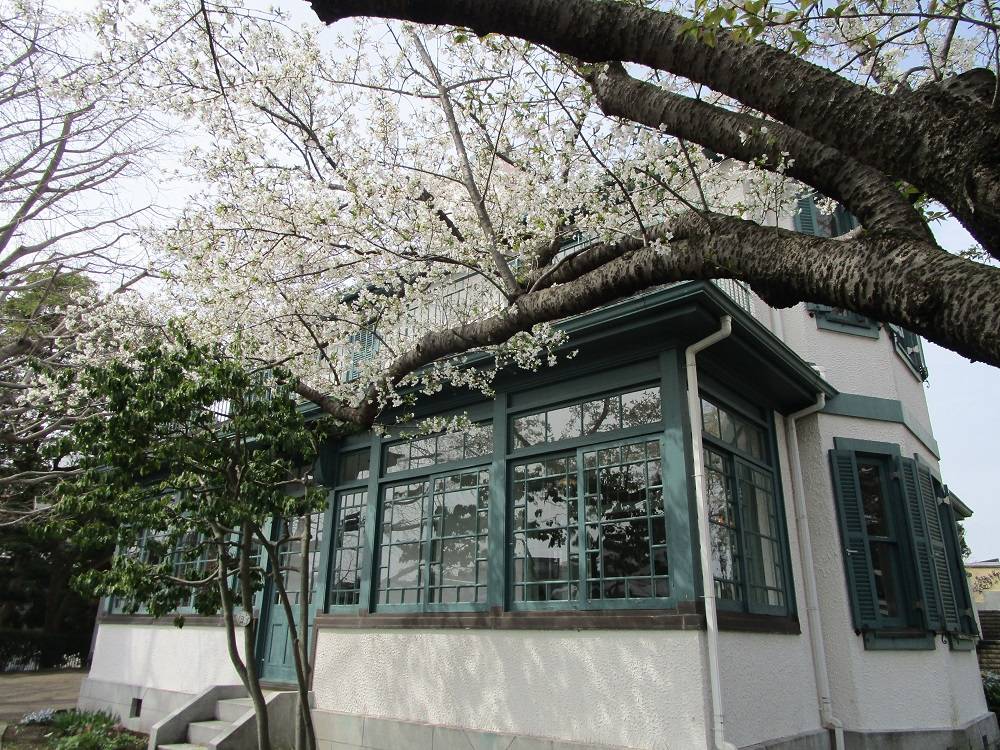 ブラフ18番館　桜開花情報　【2024年４月7日】の写真