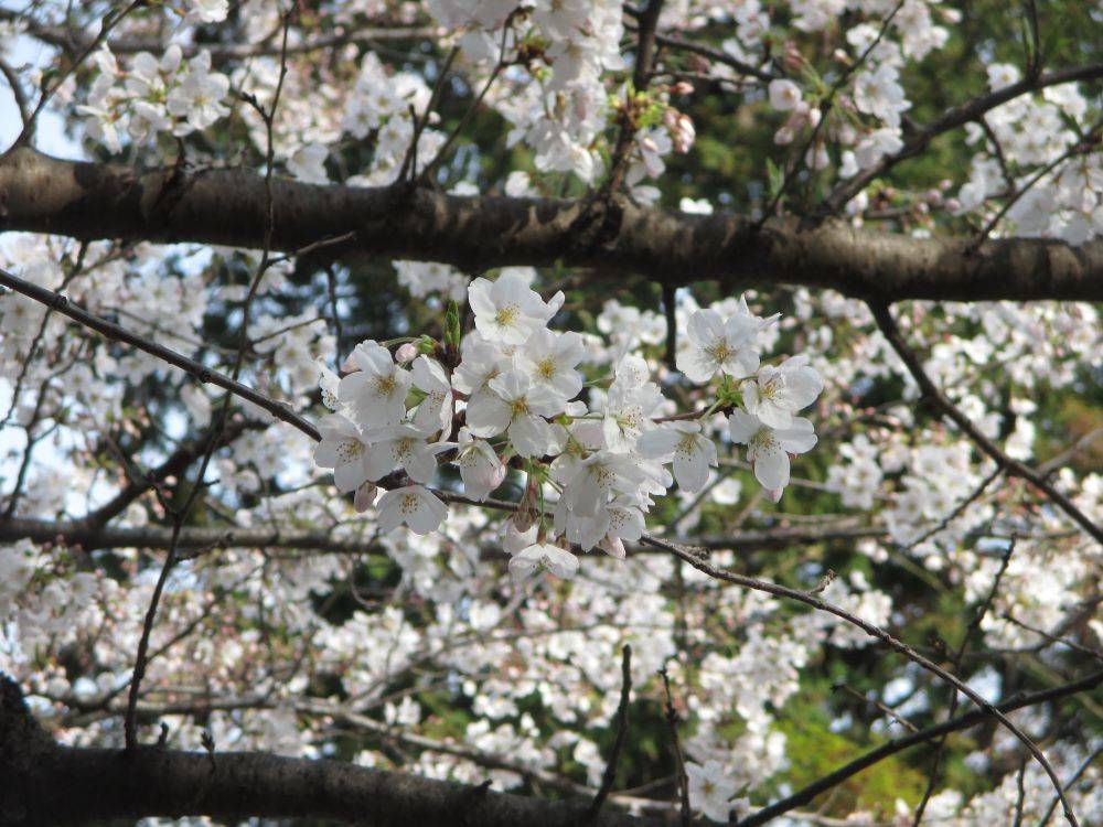 山手234番館 桜開花情報【2024年4月3日】の写真