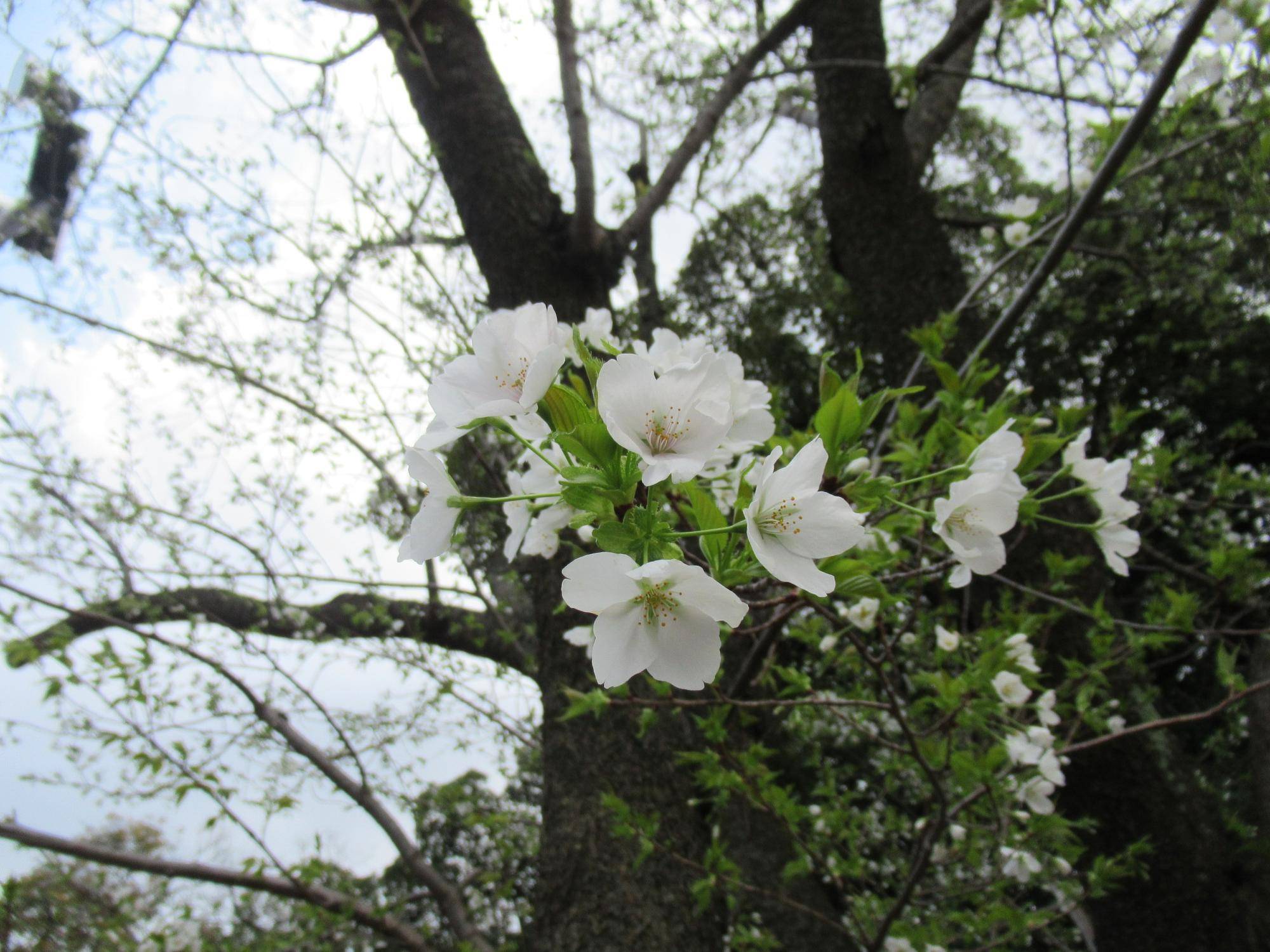 ベーリック・ホール　桜(オオシマザクラ)開花情報【2024年4月1日】の写真