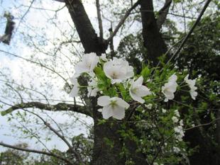 ベーリック・ホール 桜(オオシマザクラ)開花情報【2024年4月1日】