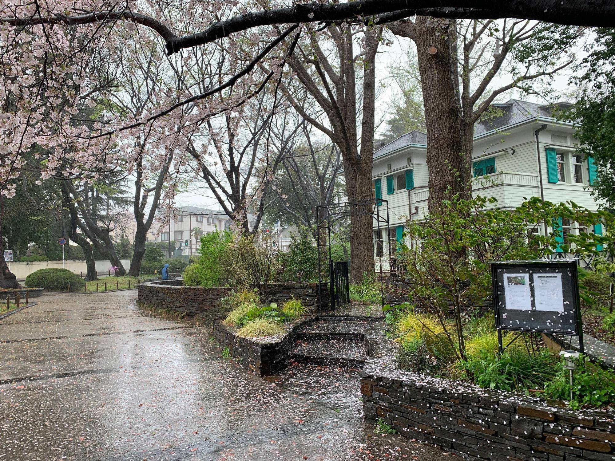 元町公園の桜開花情報【2024年4月9日】の写真