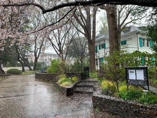 元町公園の桜開花情報【2024年4月9日】