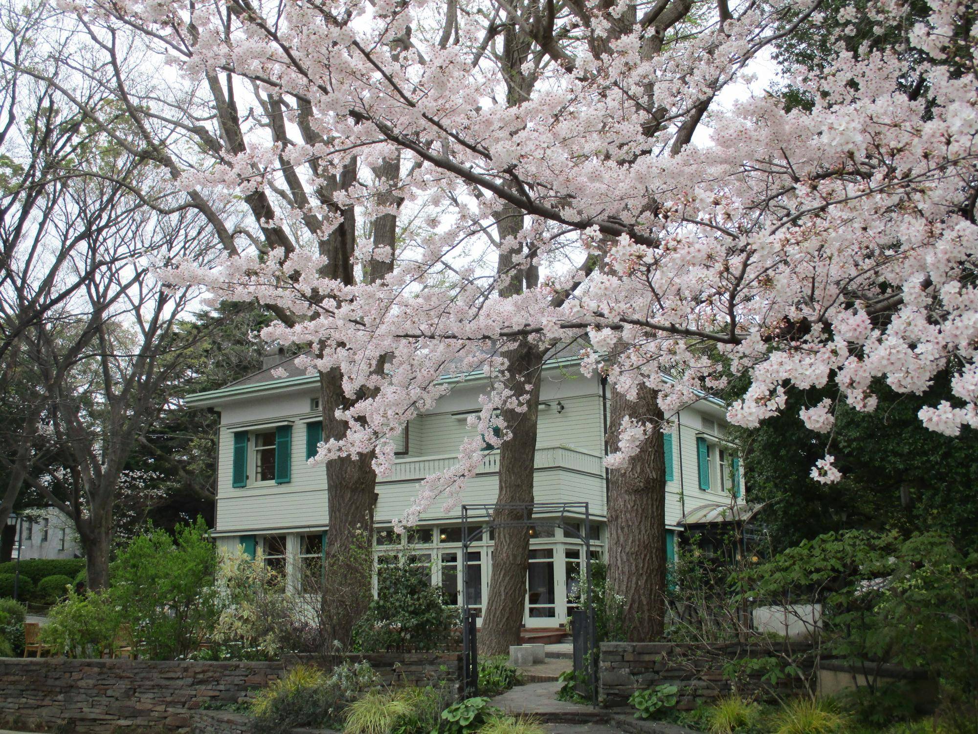 エリスマン邸　桜開花情報　【2024年４月8日】の写真