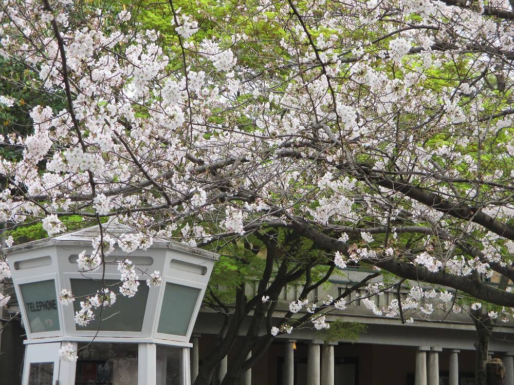 山手234番館 桜開花情報【2024年4月7日】の写真