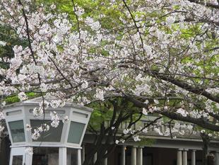 山手234番館 桜開花情報【2024年4月7日】