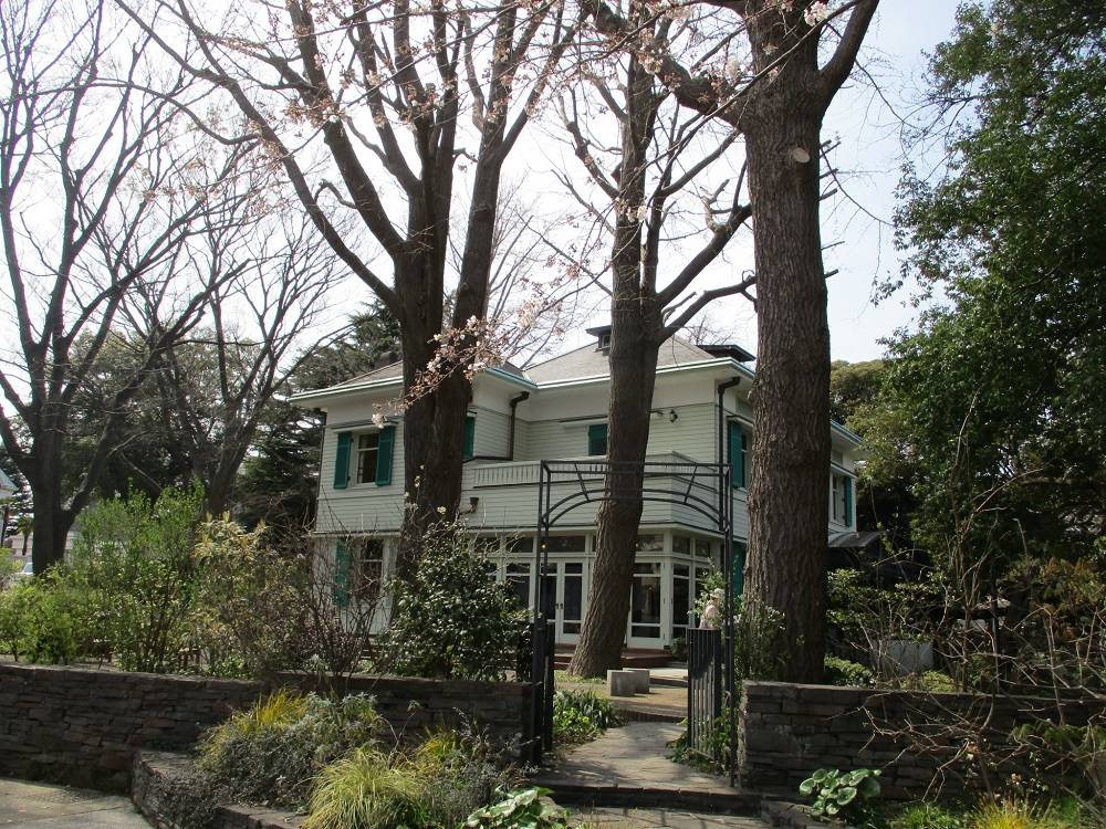 エリスマン邸　桜開花情報【2024年4月2日】の写真