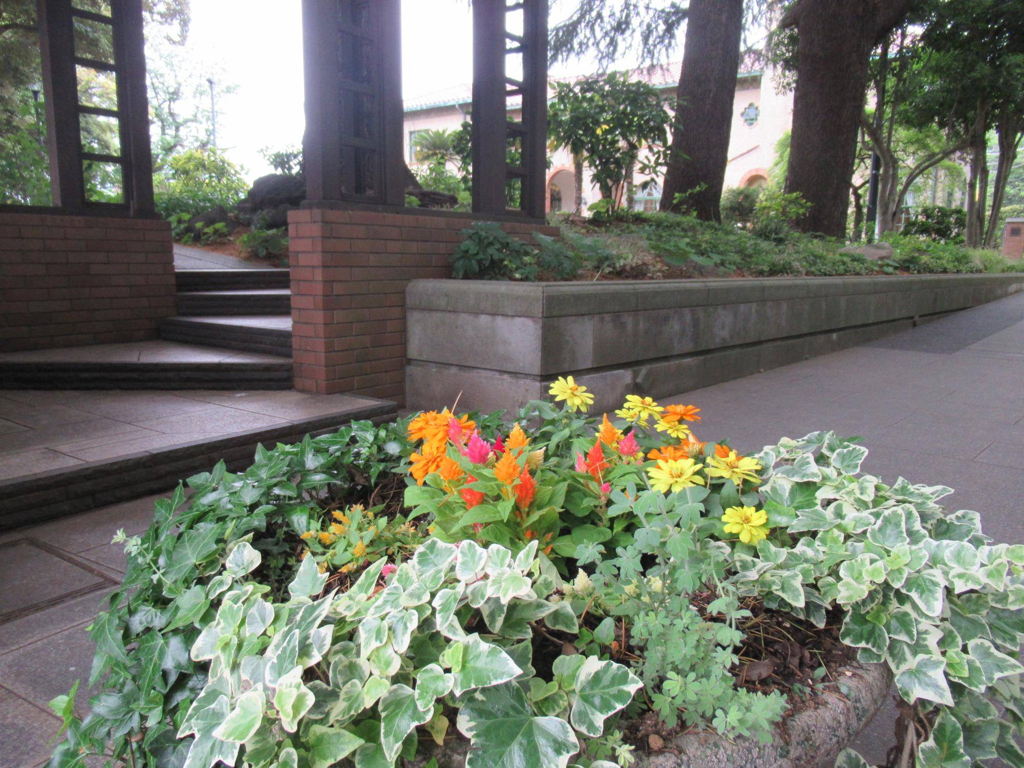 ベーリック・ホール　花苗を植替えました。の写真