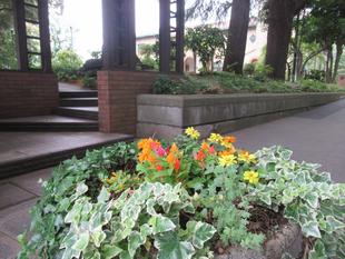 ベーリック・ホール　花苗を植替えました。