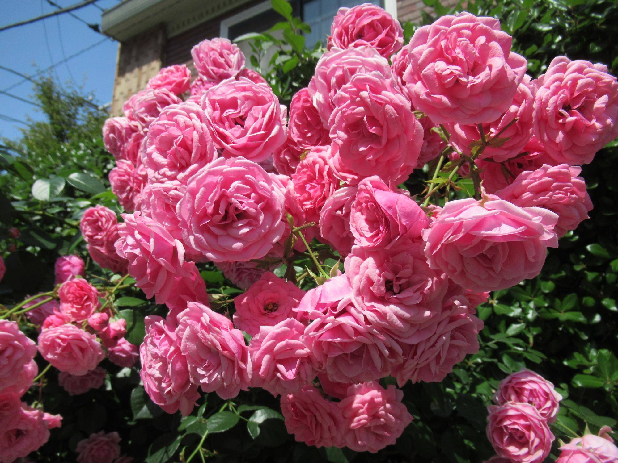 ベーリック・ホール　庭園の様子の写真