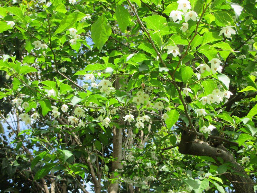 山手234番館　裏庭のお花の写真