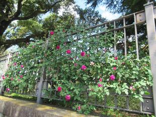 ベーリック・ホールのバラ