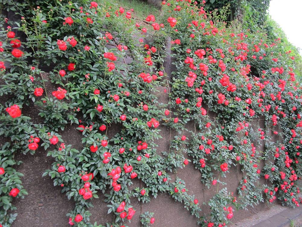 ブラフ18番館　５月の庭園見どころの写真