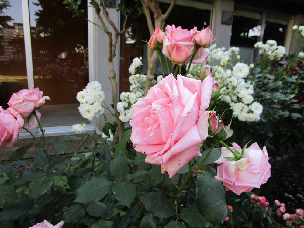 ブラフ18番館　小さな庭の写真