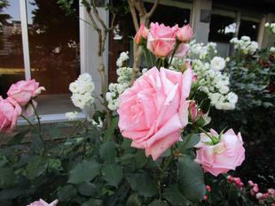 ブラフ18番館　小さな庭