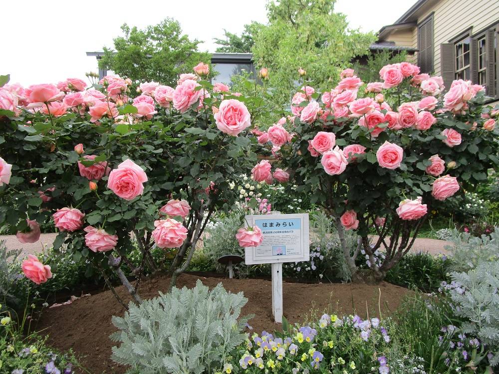 外交官の家 花便り(GWの前庭編)の写真