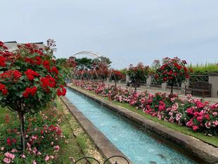 外交官の家　【花便りバラ編part3】2024年5月24日