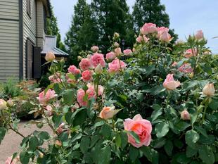 外交官の家【バラ便り はまみらい編】part2