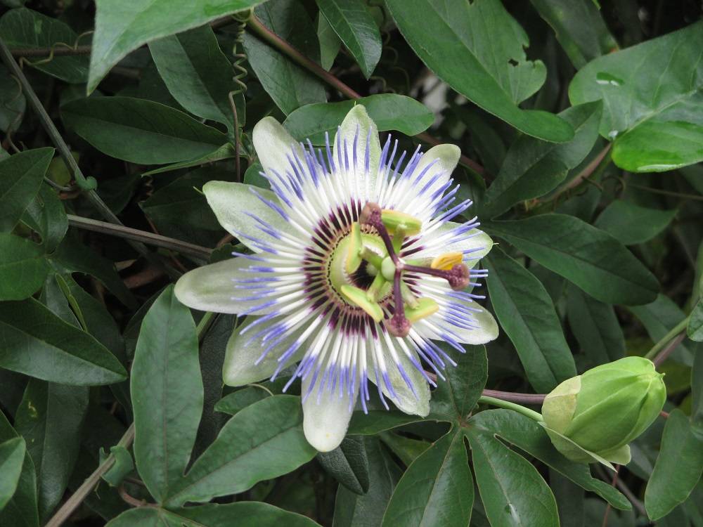 山手234番館 裏庭の花の写真