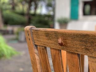 エリスマン邸 蝉がたくさん鳴いてます