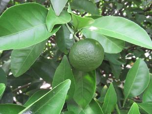 ベーリック・ホール　涼し気なグリーン（葉や果実）