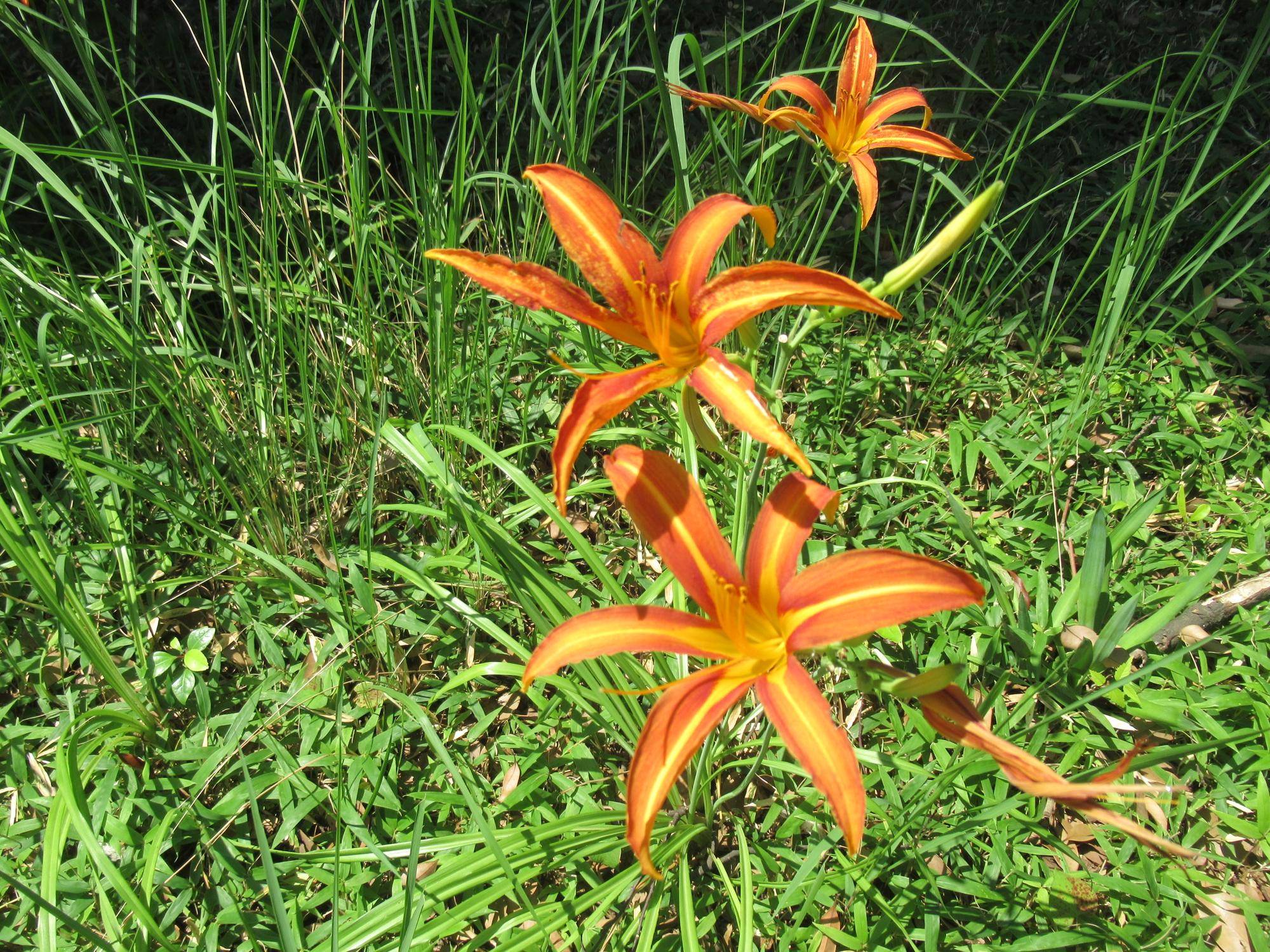 ベーリック・ホール 初夏の庭園の様子(オレンジ色の花や実)の写真