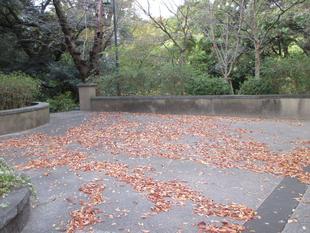 山手234番館 元町公園と234番館の朝の落ち葉