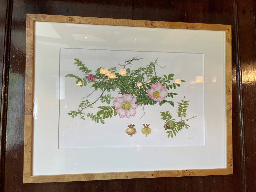 山手111番館 植物画 原画展「薔薇肖像」開催の写真
