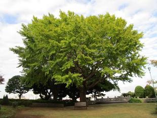 ブラフ18番館『大きなイチョウの木』2024年11月