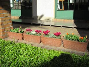 ベーリック・ホール 花苗を植替えました