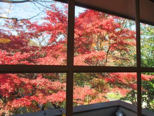 山手234番館の紅葉の便り 2024