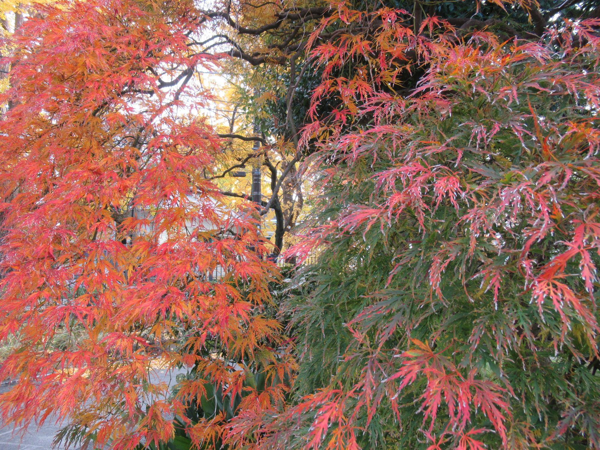 ベーリック・ホール 紅葉の様子の写真