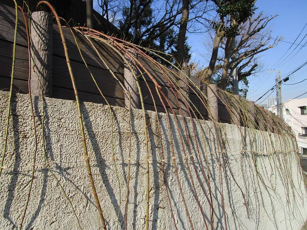 ブラフ18番館 バラの誘引作業の写真