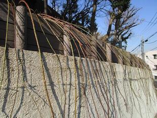 ブラフ18番館　バラの誘引作業