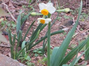 山手234番館　春を探して
