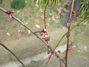 ブラフ18番館『春の準備』