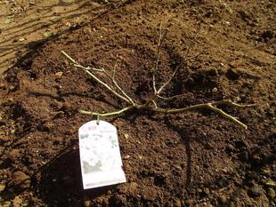 ブラフ18番館　新しいバラの仲間