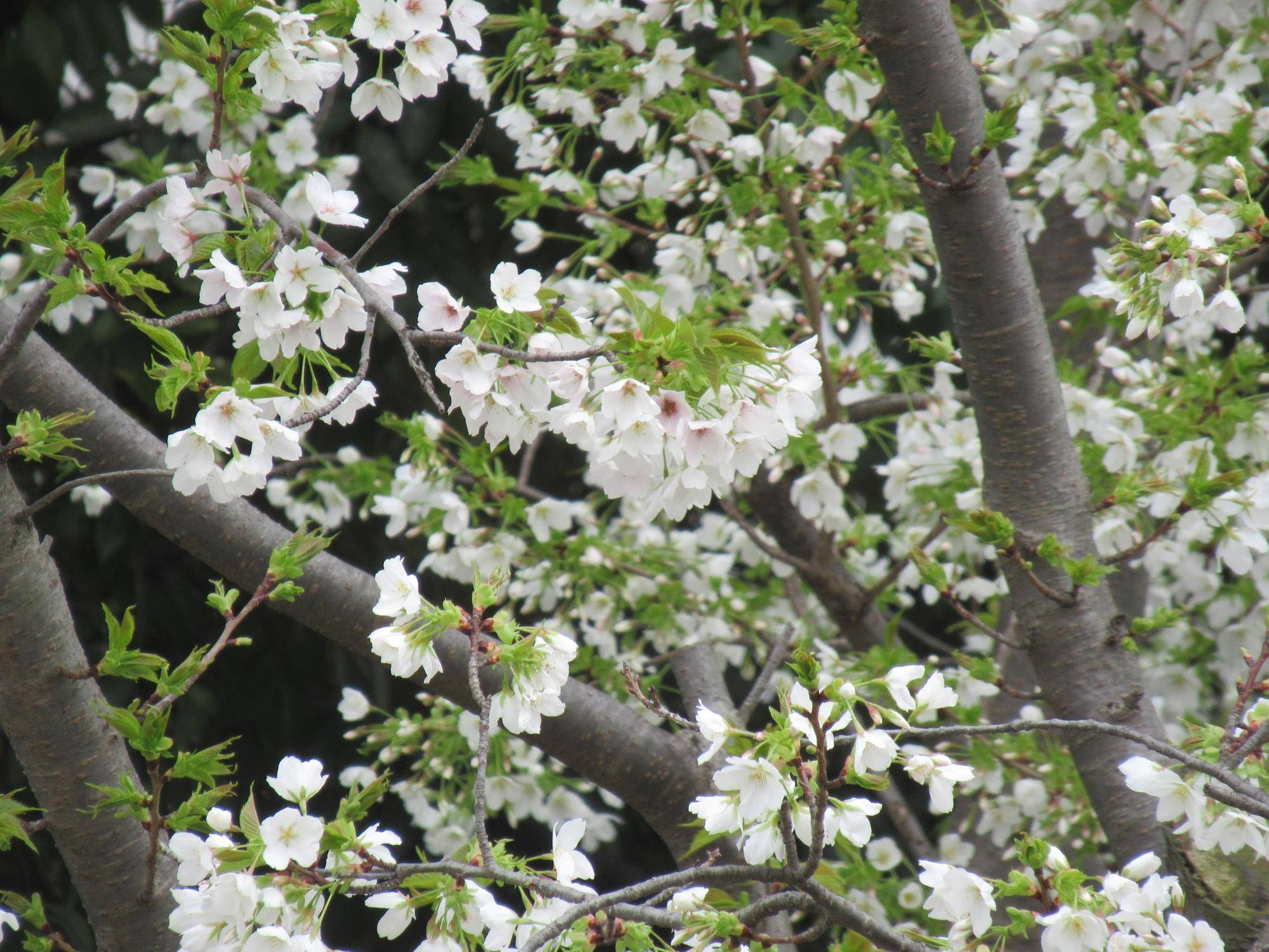 ベーリック・ホール 桜開花情報【2025年3月3日】の写真
