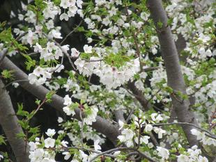 ベーリック・ホール　桜開花情報【2025年3月3日】