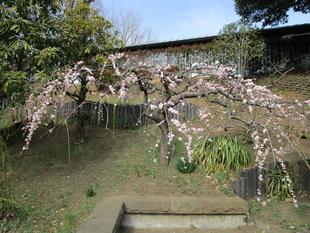 ブラフ18番館　春の香り